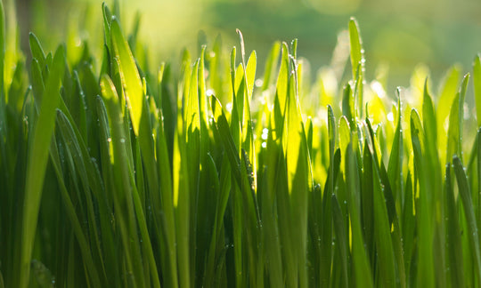 Wheatgrass vs Chlorella