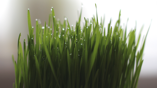 What is Wheatgrass?